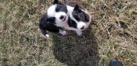 English Shepherd Puppies for sale in Augusta, Michigan. price: $425