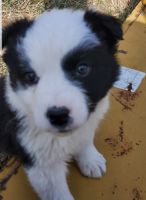 English Shepherd Puppies for sale in Augusta, Michigan. price: $350