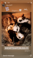 English Spot Rabbits for sale in Cedar Park, TX, USA. price: $40