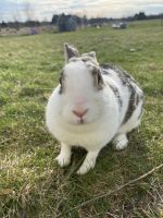 English Spot Rabbits Photos