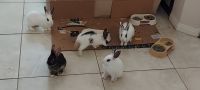 English Spot Rabbits for sale in Stafford, TX 77477, USA. price: $25