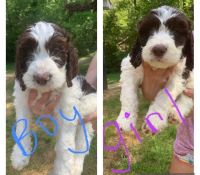 English Springer Spaniel Puppies for sale in Lavonia, GA 30553, USA. price: $1,000