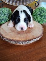 English Springer Spaniel Puppies for sale in Wayland, IA 52654, USA. price: $700