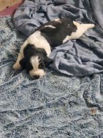 English Springer Spaniel Puppies for sale in Windsor, ON, Canada. price: $1,200