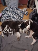 English Springer Spaniel Puppies for sale in Toms River, NJ, USA. price: $400