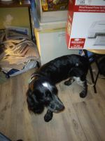 English Springer Spaniel Puppies for sale in NY-27, New York, USA. price: $350