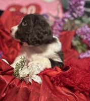 English Springer Spaniel Puppies for sale in Salisbury, Maryland. price: $1,250