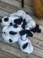 English Springer Spaniel Puppies for sale in Lincoln, Nebraska. price: $1,000