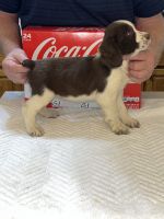 English Springer Spaniel Puppies for sale in 2377 Miller Ferry Rd SW, Calhoun, GA 30701, USA. price: $850