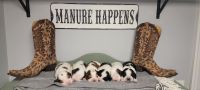 English Springer Spaniel Puppies for sale in Leoma, Tennessee. price: $1,400