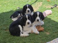 English Springer Spaniel Puppies for sale in Queen Creek, Arizona. price: $800