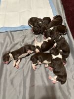 English Springer Spaniel Puppies for sale in Wilmington, North Carolina. price: $800