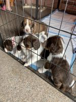 English Springer Spaniel Puppies for sale in Silver Creek, New York. price: NA