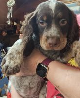 English Springer Spaniel Puppies for sale in Brookline, New Hampshire. price: $1,300