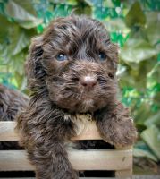 English Springer Spaniel Puppies for sale in Macon, GA, USA. price: $1,200