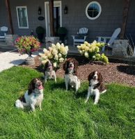 English Springer Spaniel Puppies for sale in Sterling, Illinois. price: $1,000