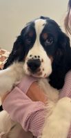 English Springer Spaniel Puppies for sale in Myrtle Beach, SC, USA. price: $1,500