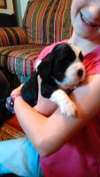 English Springer Spaniel Puppies for sale in Como, TX 75431, USA. price: $1