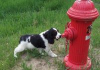 English Springer Spaniel Puppies for sale in Torrance, CA, USA. price: $500