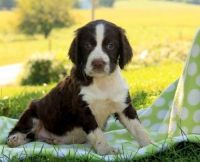 English Springer Spaniel Puppies for sale in Manilla, IN 46150, USA. price: $650