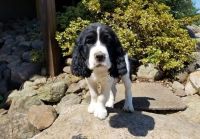 English Springer Spaniel Puppies for sale in San Diego, CA, USA. price: $400