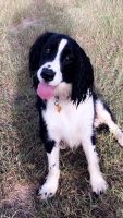 English Springer Spaniel Puppies for sale in Point, TX 75472, USA. price: $150