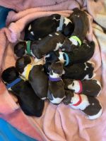English Springer Spaniel Puppies for sale in Moriah, NY 12960, USA. price: $800