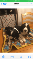 English Springer Spaniel Puppies for sale in NY-32, New York, USA. price: NA