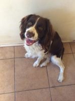 English Springer Spaniel Puppies for sale in Calimesa, CA, USA. price: $400