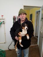 Entlebucher Mountain Dog Puppies for sale in Allendale Charter Twp, MI, USA. price: $1,000
