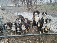 Entlebucher Mountain Dog Puppies for sale in Allendale Charter Twp, MI, USA. price: $800
