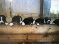 Entlebucher Mountain Dog Puppies for sale in Winfield, WV 25213, USA. price: $500