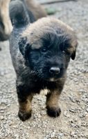 Estrela Mountain Dog Puppies for sale in Flemington, NJ 08822, USA. price: $2,000