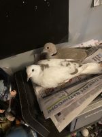 Eurasian Collared Dove Birds for sale in Lincoln, NE, USA. price: $50
