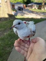 Eurasian Collared Dove Birds Photos