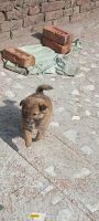 Eurasier Puppies Photos