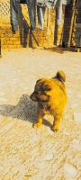Eurasier Puppies for sale in Jaipur, Rajasthan. price: 15,000 INR