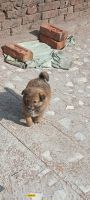 Eurasier Puppies Photos