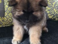 Eurasier Puppies for sale in Dublin, OH, USA. price: $500