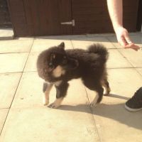 Eurasier Puppies for sale in Edison, NJ, USA. price: $500