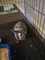 European Hare Rabbits for sale in Sacramento, CA 95823, USA. price: $200