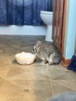 European Rabbit Rabbits for sale in Forest Lake, MN, USA. price: $45