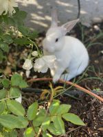 European Rabbit Rabbits Photos