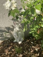 European Rabbit Rabbits Photos