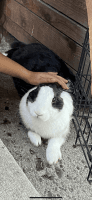 European Rabbit Rabbits for sale in San Jose, CA, USA. price: $50