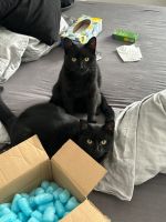 European Shorthair Cats for sale in 36251 Bad Hersfeld, Germany. price: 150 EUR