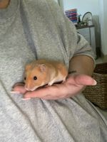 Eversmann's Hamster Rodents for sale in Chapel Hill, NC, USA. price: $10