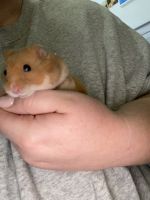 Eversmann's Hamster Rodents Photos