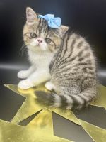 Exotic Shorthair Cats for sale in Chicago, IL, USA. price: $1,300