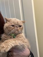Exotic Shorthair Cats for sale in Cross Plains, TN, USA. price: $2,000